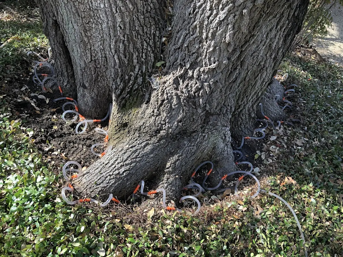 Detailed Tree Cabling and Bracing job site in Fort Blackmore