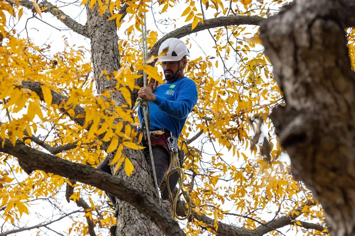 Skilled Tree Pruning crew working in Fort Blackmore